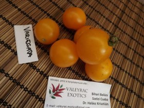 Variegata paradicsom - Paradicsom különlegességek az Egzotikus Növények Stúdiója kínálatából